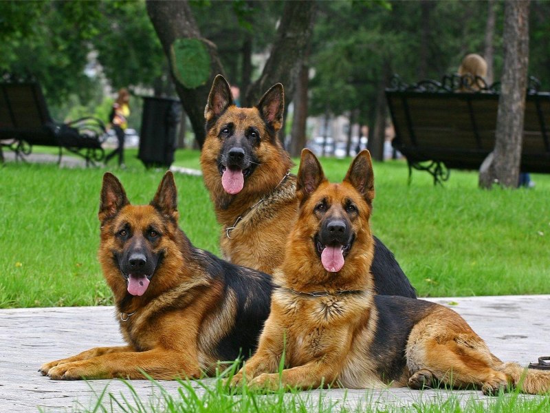 German Shepherd немецкая овчарка