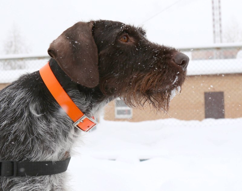 Собака ротвейлер