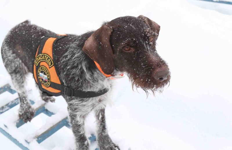 Ротвейлер служебная собака