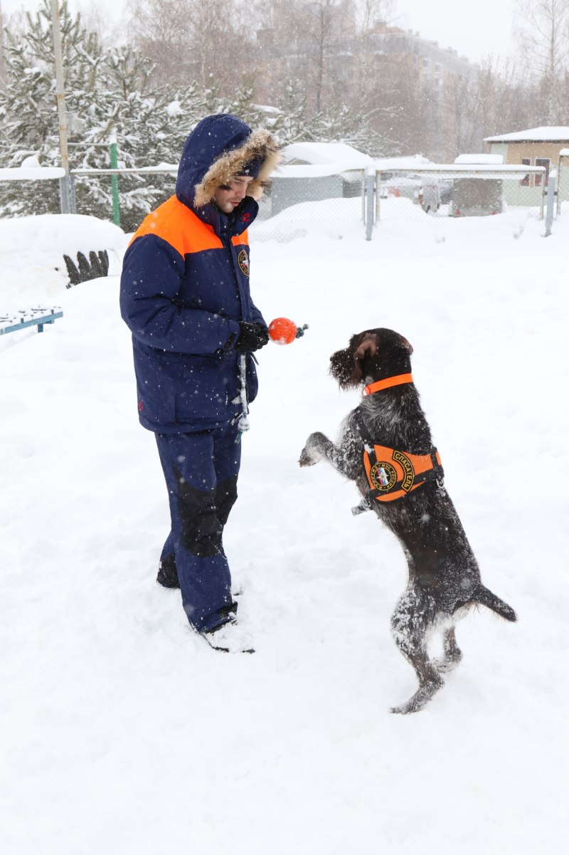 Бордосский дог