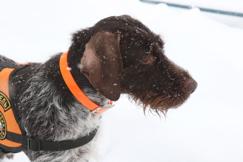 Удивительные собаки