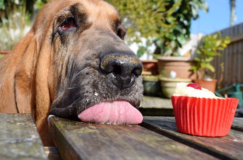 Порода собак Ризеншнауцер