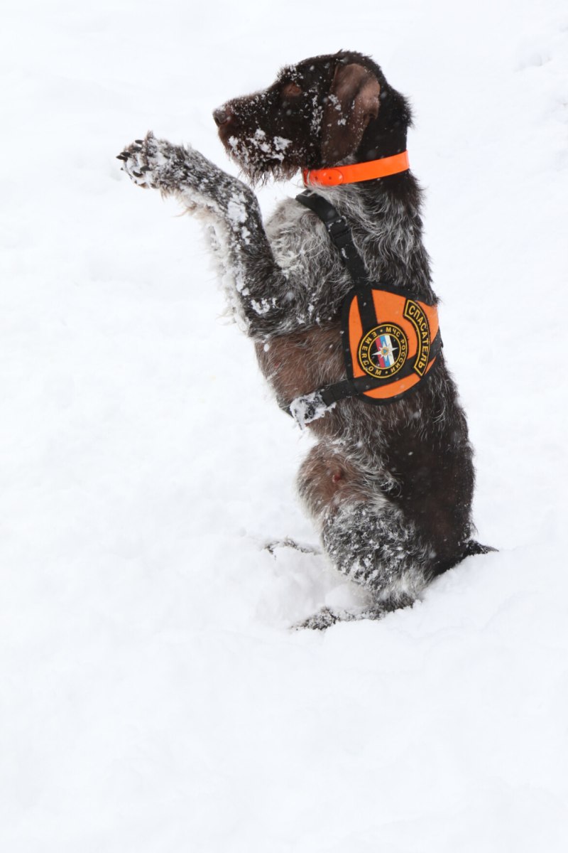 Хорошая собака