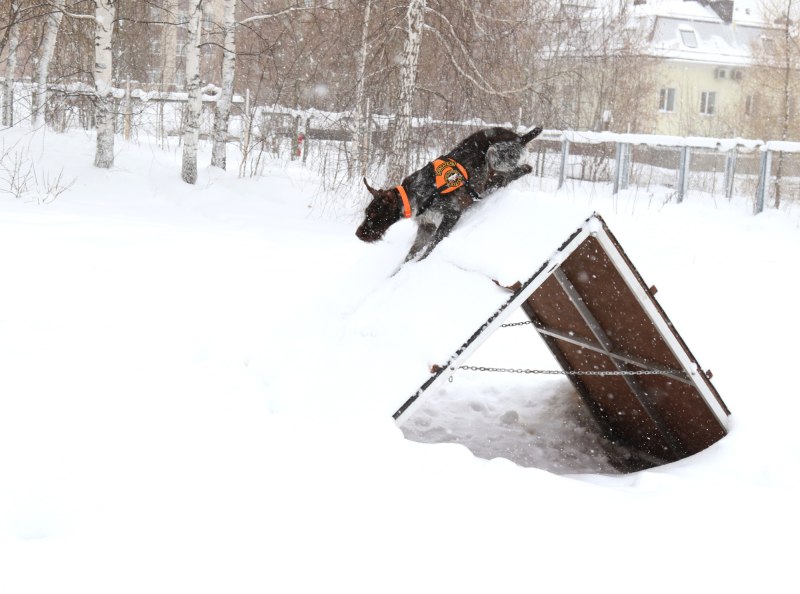 Королевский дог мраморный