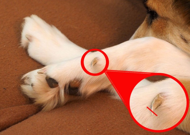 Триммер для когтей / Dog Nail Clipper