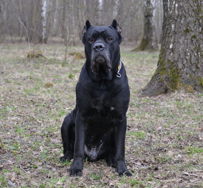 Кане Корсо собака