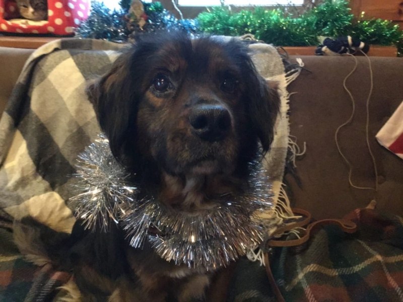 Собака которая убивает ведьм