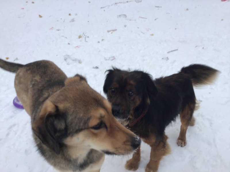 Грустная собака у окна