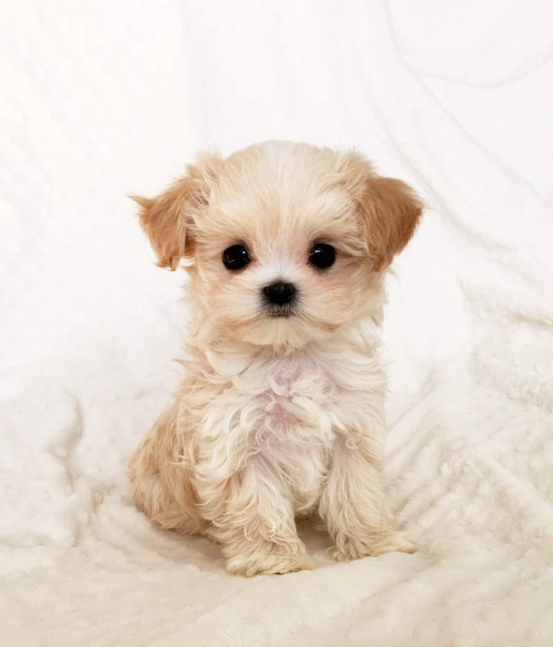 Maltipoo микро