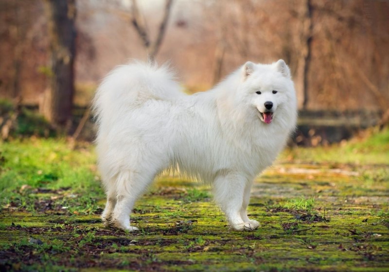 Американский эскимосский шпиц черный