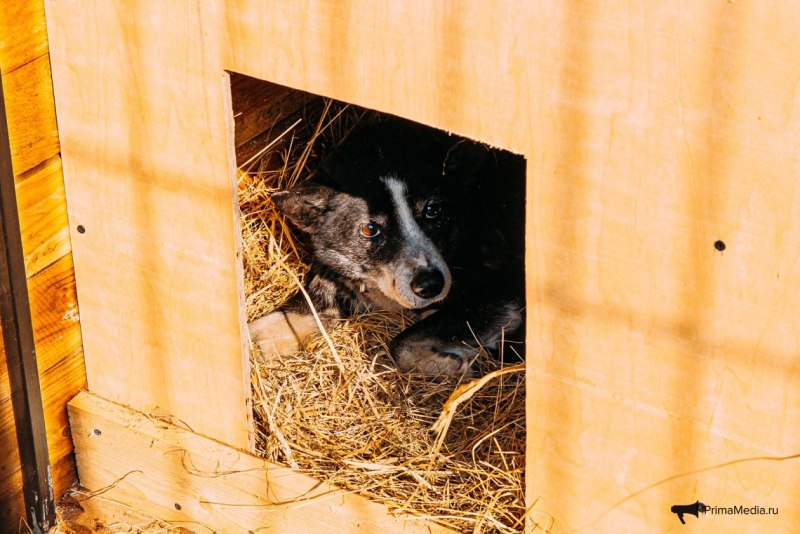 Бассет хаунд с человеком