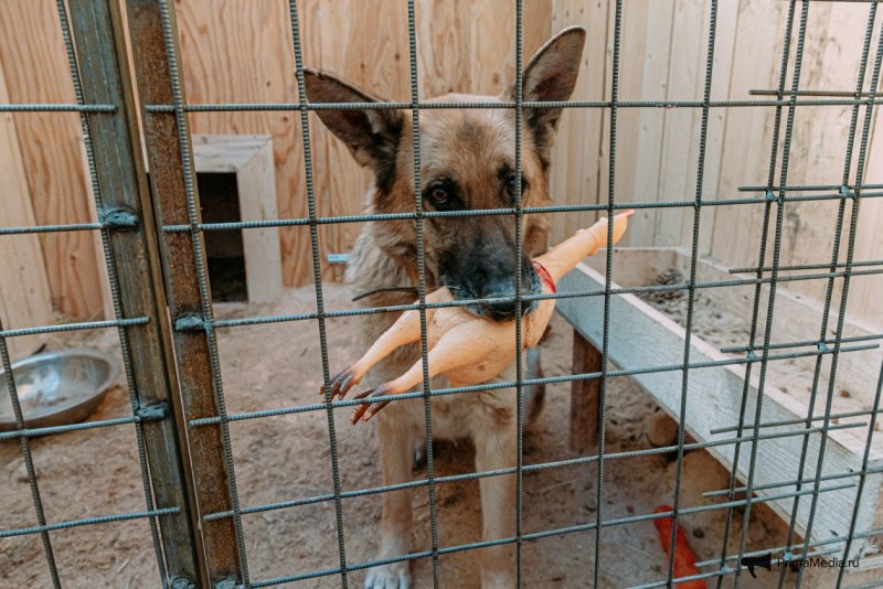 Яркие собаки