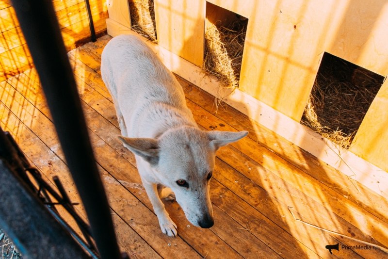 Живые собачки