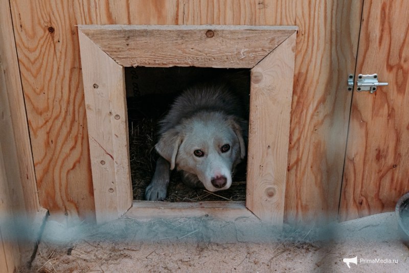 Далматинец фото щенки