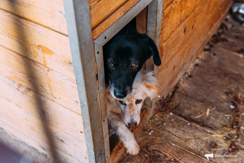 Спокойные собаки
