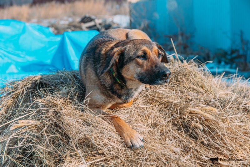 Миссис ротвейлер