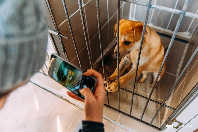 Коричневая собака