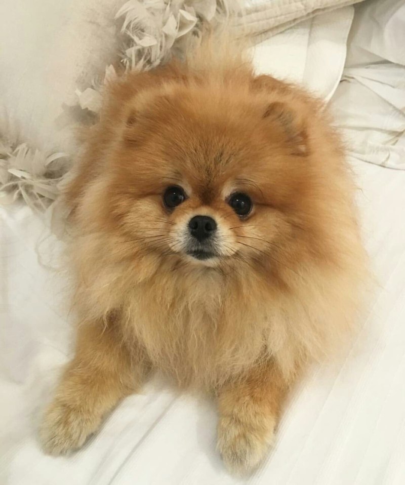 Шпиц cute Pomeranian