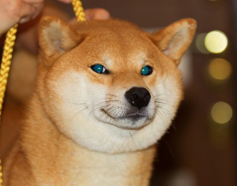 Шиба ину