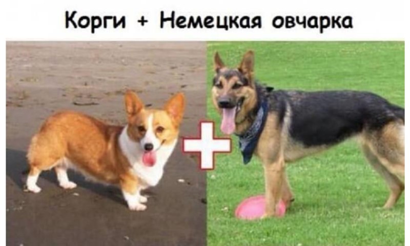 Смесь корги и немецкой овчарки