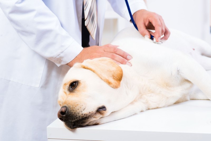 Dog laying