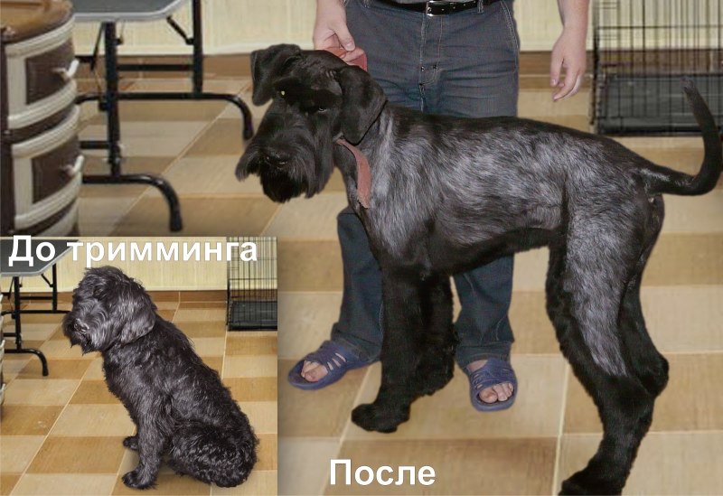 Тримминг ризеншнауцера