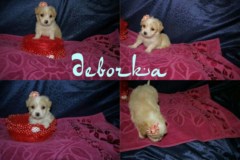 Слепые щенки шпица