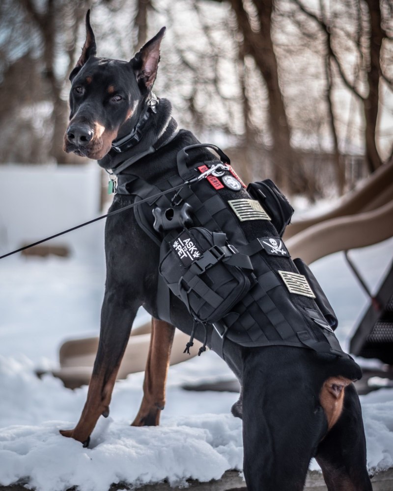 Police k9 шлейка Доберман