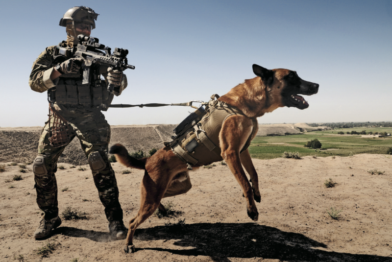 K9 овчарка Army