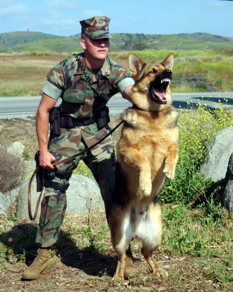 K9 овчарка Army