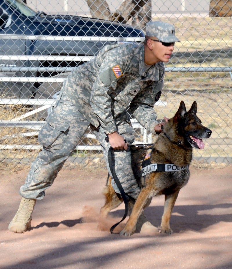K9 овчарка Army