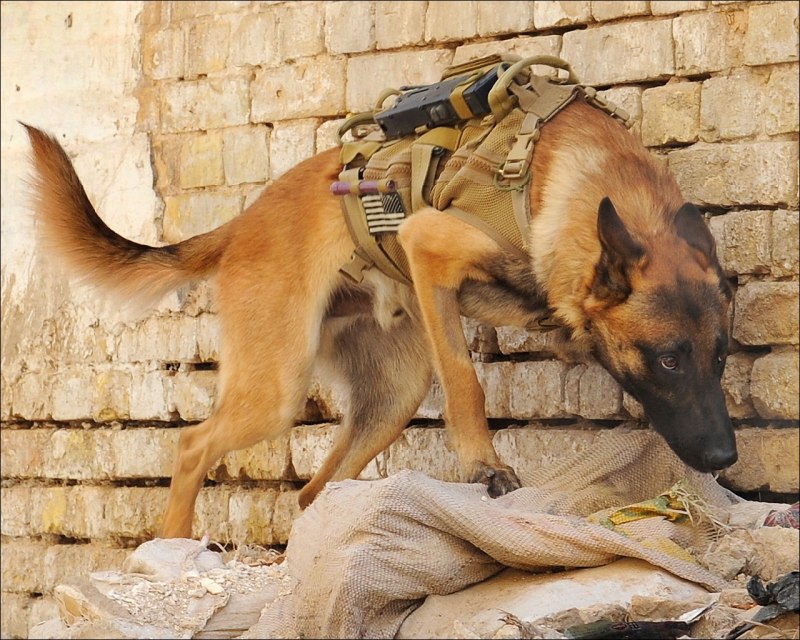 Военные собаки