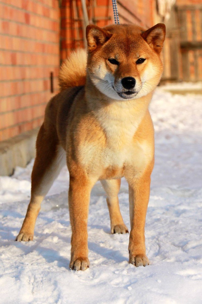 Собака Шиба ину