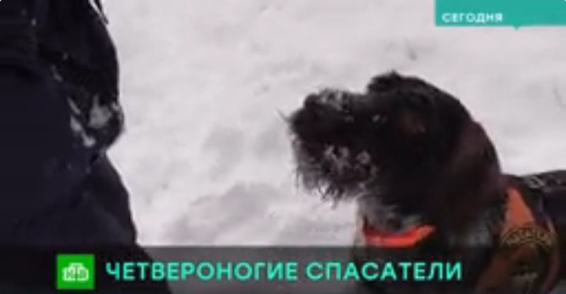 Собака черная дворняга в траве