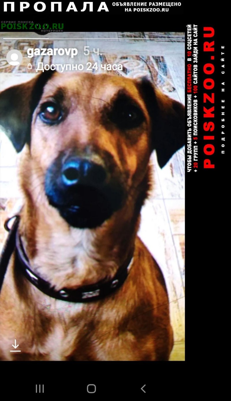 Имя для маленького щеночка