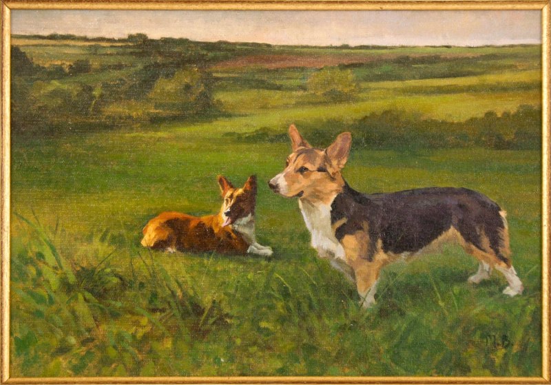 Корги собака пастух