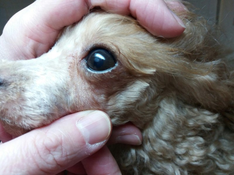 The Dog has watery Eyes