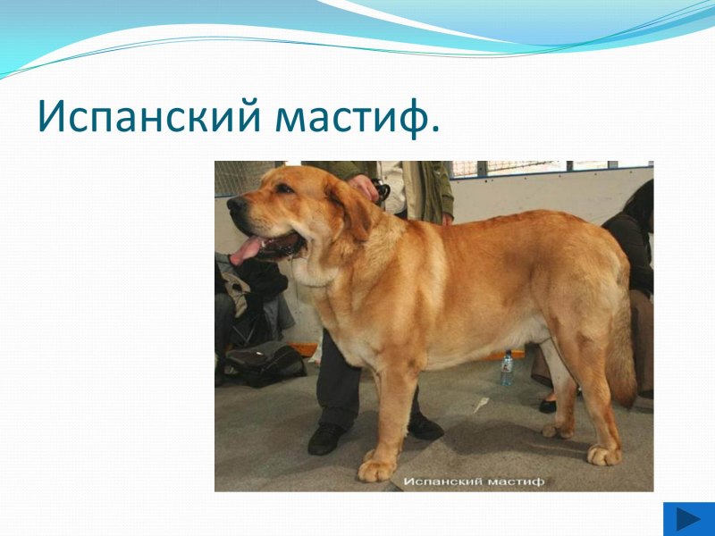 Охотничьи собаки плакат