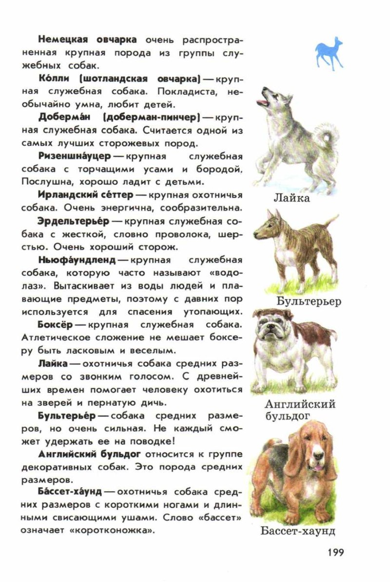 Рамки для коллажей с собаками