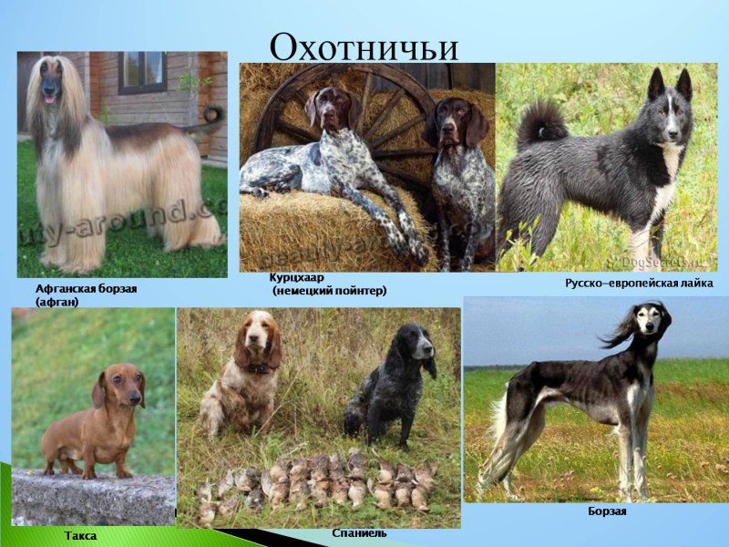 Породы домашних животных собак