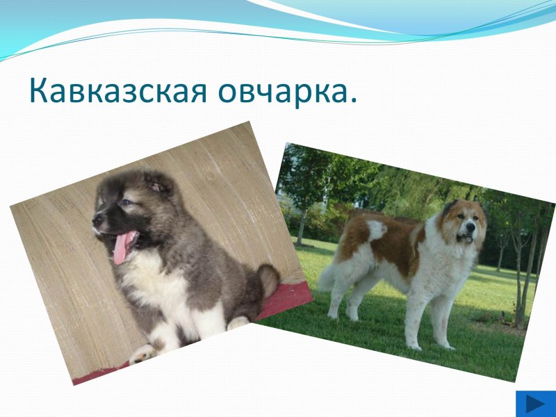 Список запрещенных пород собак