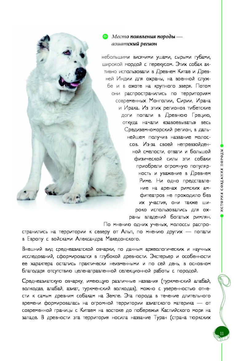 Порода алабай собака описание породы