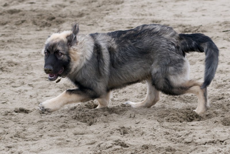 American Alsatian