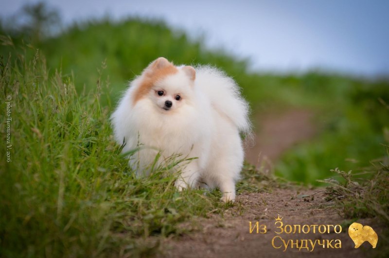 Мини питомник