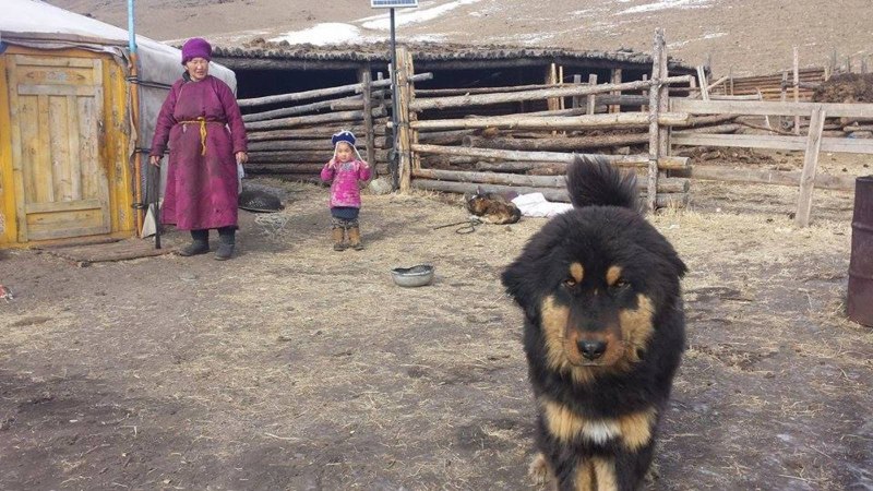 Хотошо собака щенок 1 месяц