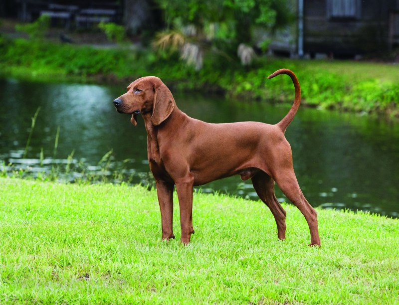 Краснокостная легавая redbone Coonhound