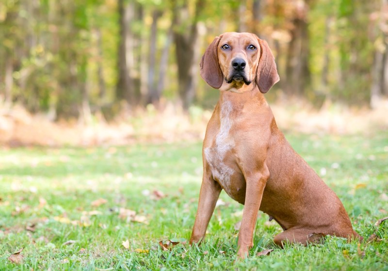 Redbone Coonhound