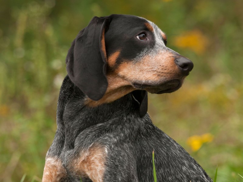 Что такое Coondog