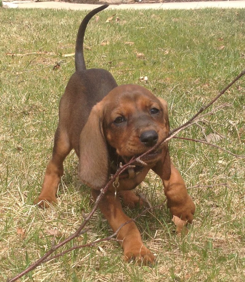 Bluetick Coonhound Snow