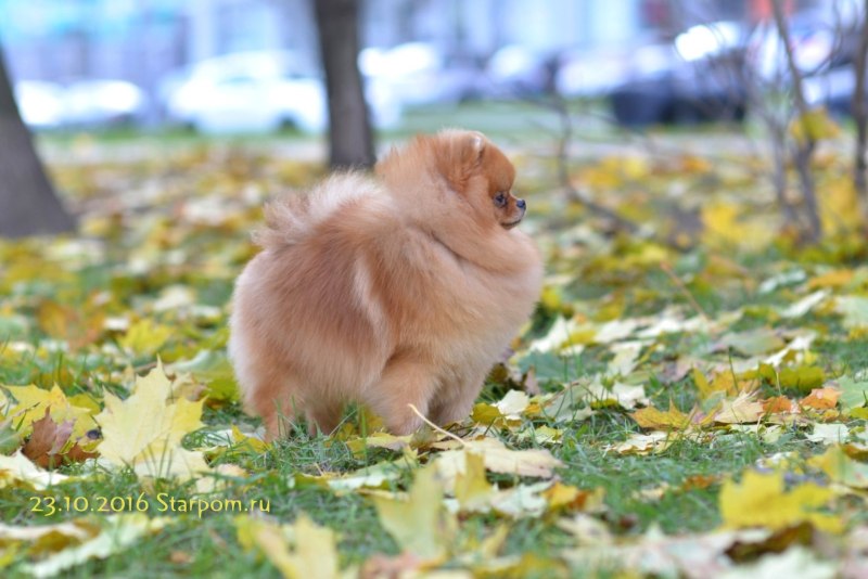 Мокачино шпиц